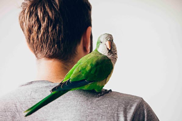 papegøje der sidder på skulderen af mand