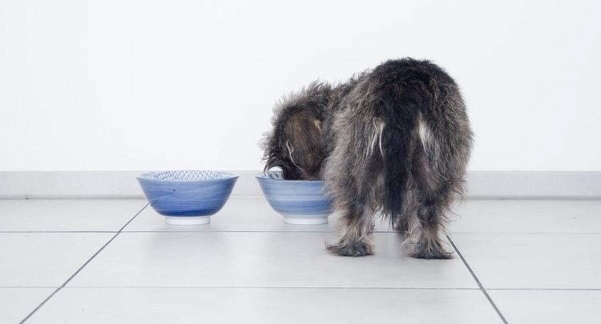 Foderallergi hos hund og diæt Agria Dyreforsikring