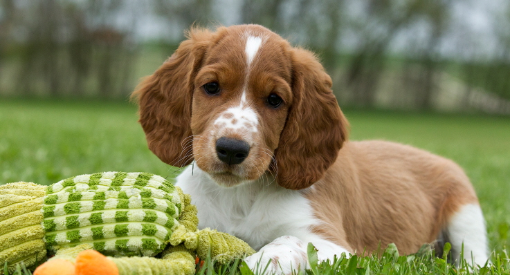 Welsh springer spaniel hvalpe portræt