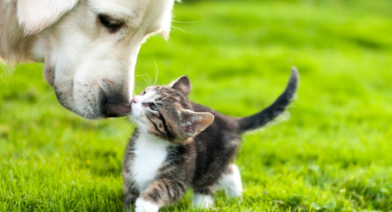 Ny undersøgelse: Flere hunde og katte får sygeforsikring - Agria Dyreforsikring