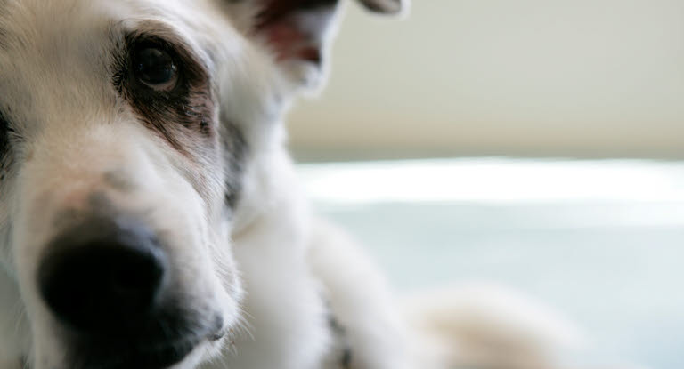 Hunde kan rammes af øjenbetændelse