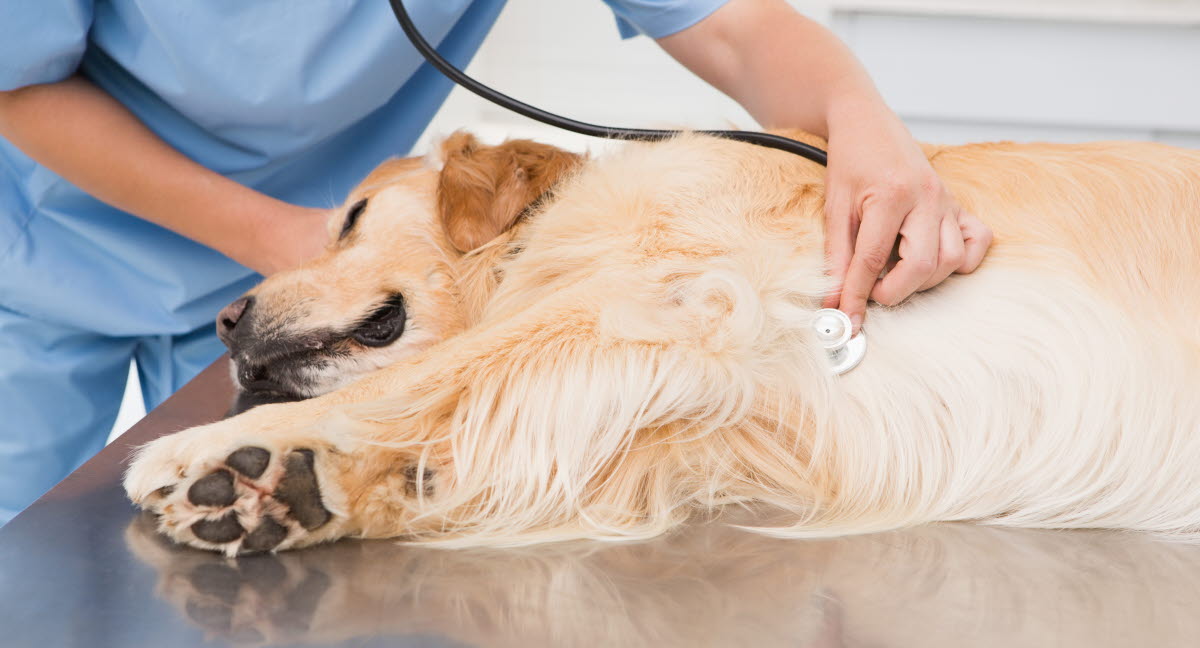 mand bider hund mand bider hund