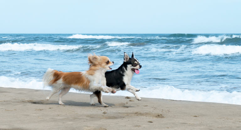 To chihuahuaer løber på stranden