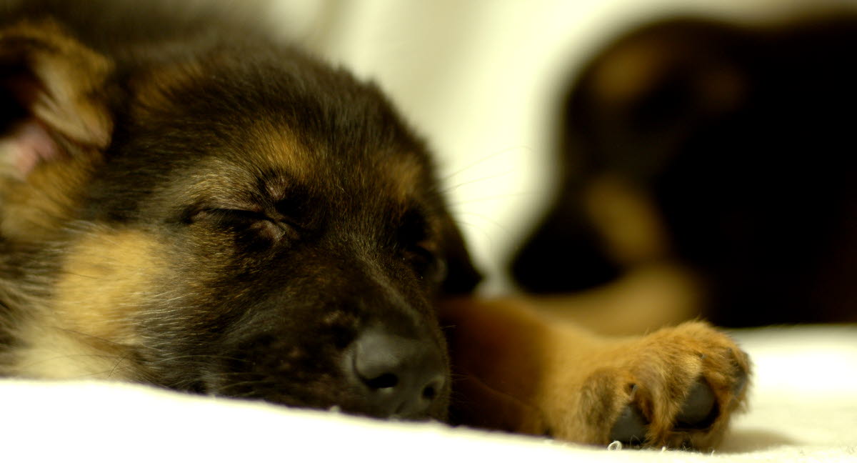 Opkast og diarré hos hund - Agria Dyreforsikring