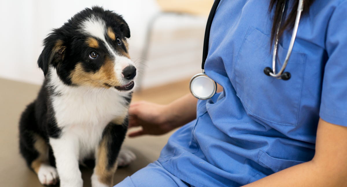 hund tynd afføring hund tynd afføring