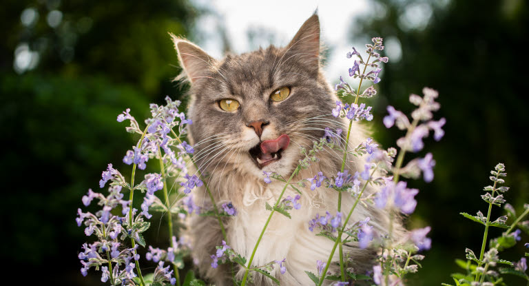 Kat dufter til en blomst udenfor