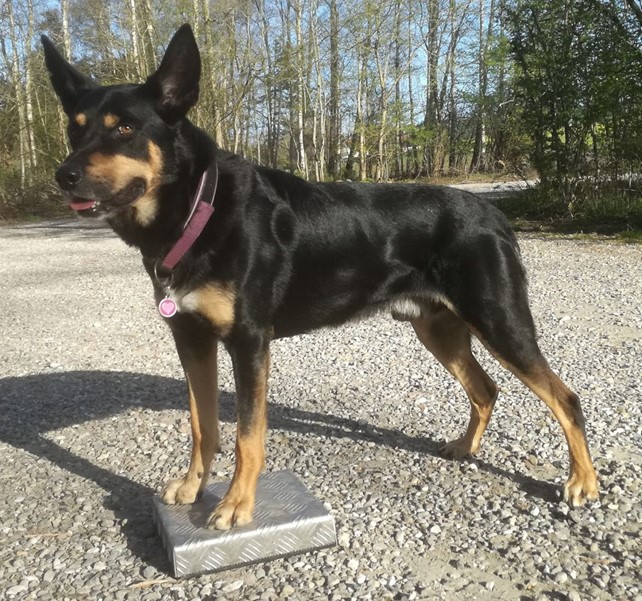 Hund med poterne på targetplade