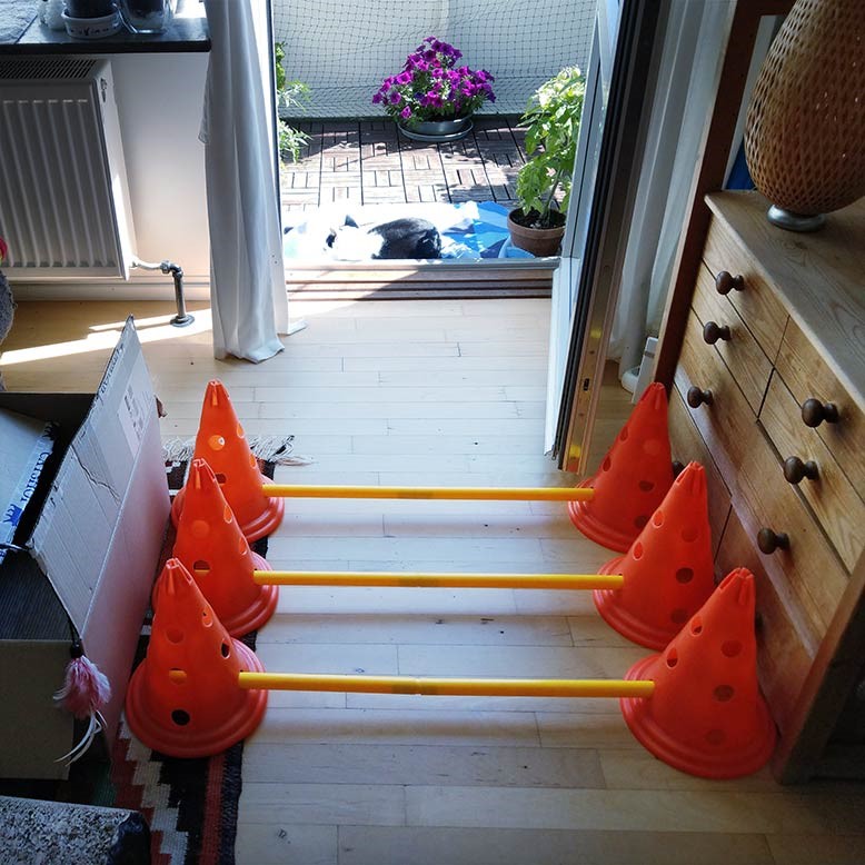 forhindringsbane til kattefitness
