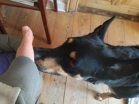 Hund dutter med snuden på hånd