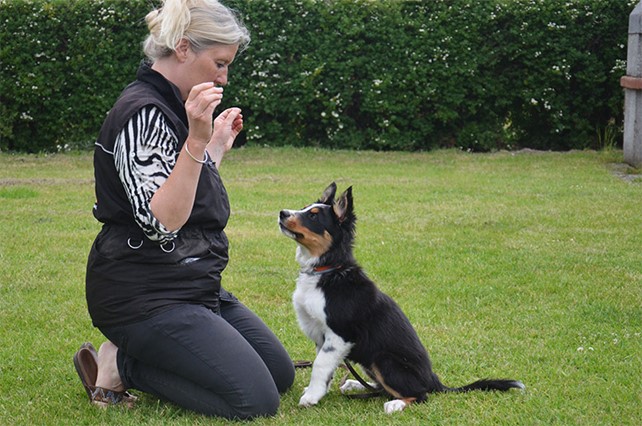 Hund har god kontakt med ejer