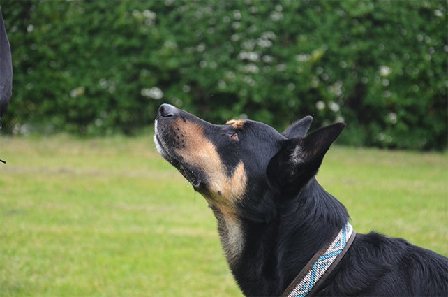 Hund kigger op mod ejer