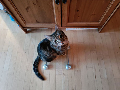 Kat på vægt i en stue