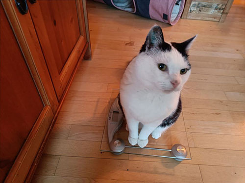 kat på vægten