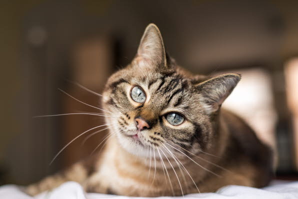 Artikler om forsikring katte Bliv klogere vores forsikringer - Agria Dyreforsikring