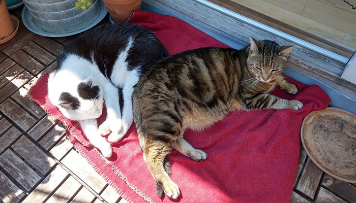 Katte husker måske bedre, end vi tror?