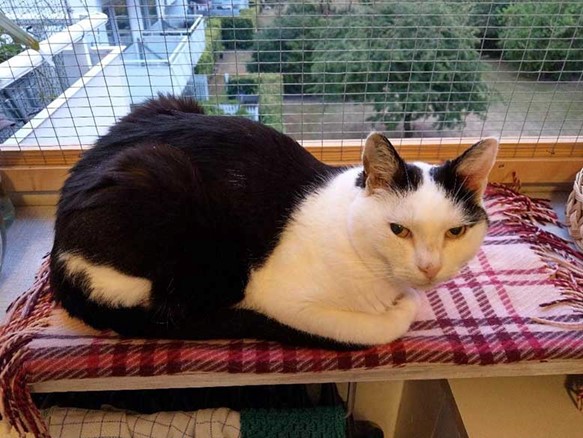 kat ved kattesikret vindue