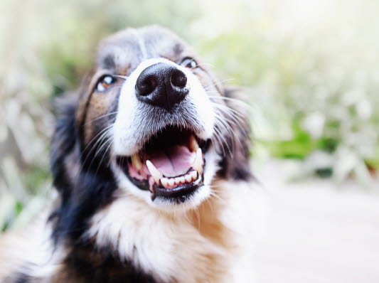 Artikler om hunde - Læs vores artikler om hunde her - Agria Dyreforsikring