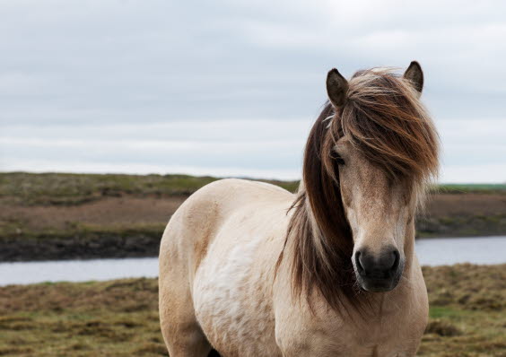 Islænder i naturen