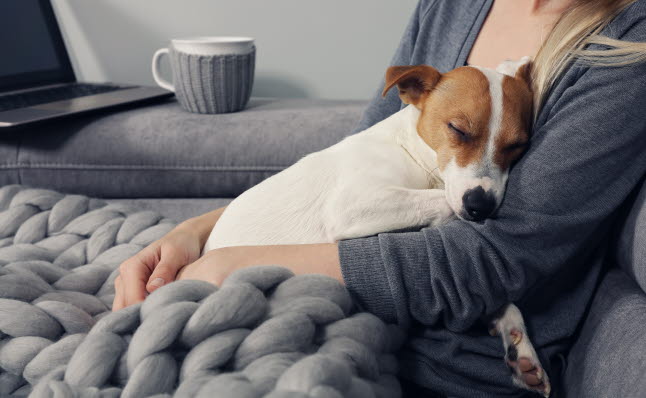 Hund sover i ejers skød