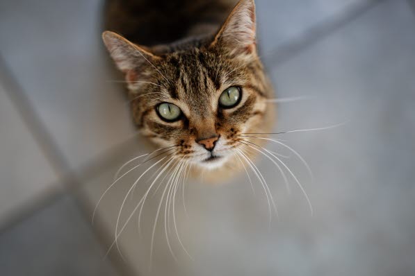 Kat sidder på gulvet og kigger op i kameraet