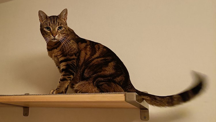 Kat på en hylde