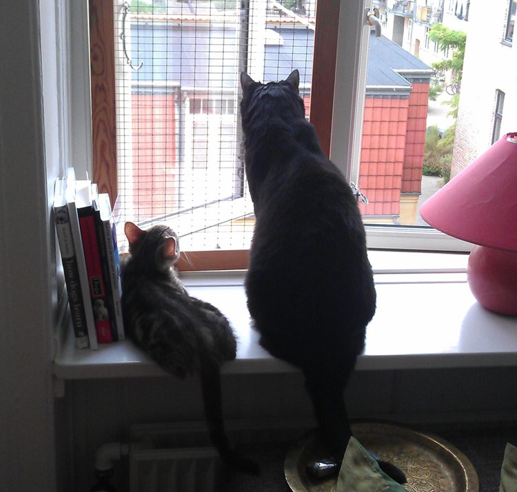 Voksen kat og killing ved vindue
