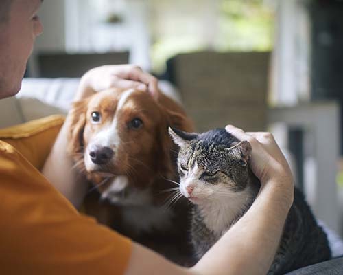 En mand aer sin hund og ældre kat