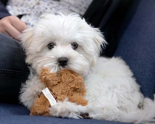 Maltipoo ligger i sofa sammen med ejer