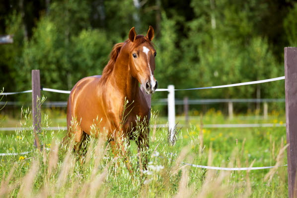 hest sommergræs