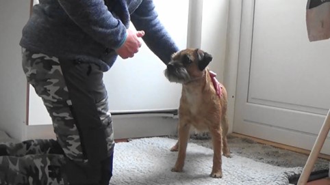 Hund bliver trænet i berøring af skulder