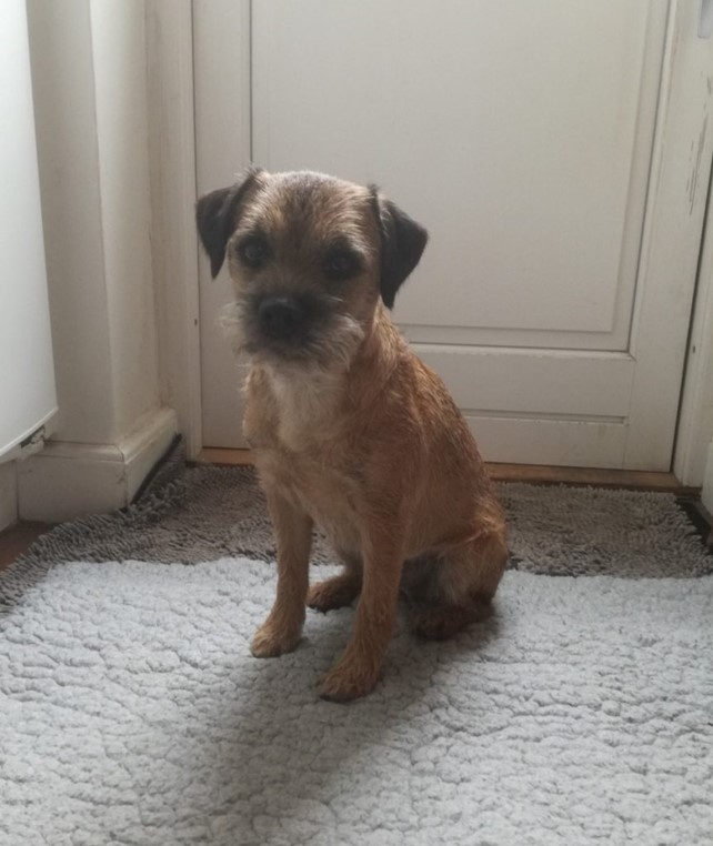 Hund sidder klar til berøringstræning