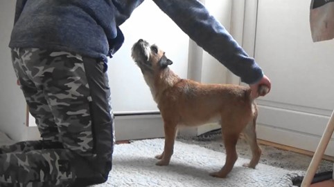 Hund bliver trænet i berøring af halen