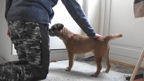 Hund bliver trænet i berøring på bagpart