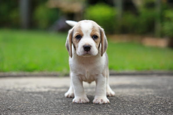 slap af Sikker Celsius Hundehvalpe - Læs artikler om deres pasning og pleje her - Agria  Dyreforsikring