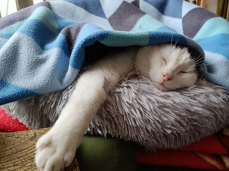 kat ligger og sover en lur