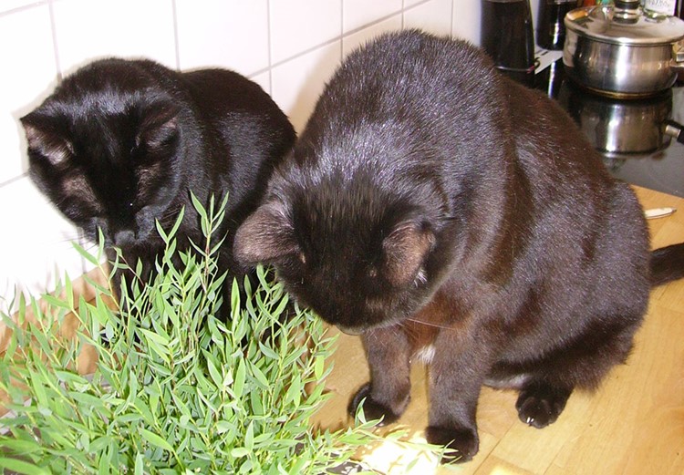 Katte spiser stuebambus