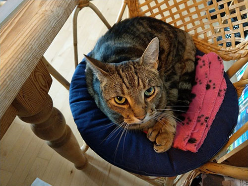 Katten Elvis sidder på en stol