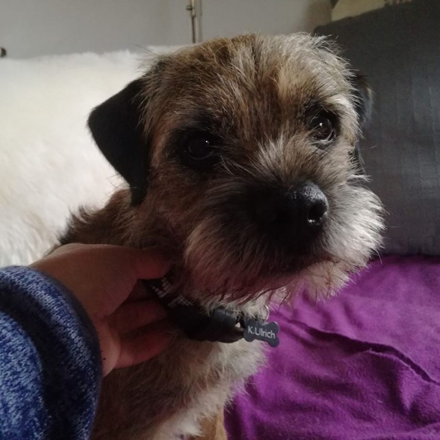 Hund der får berørt sit halsbånd