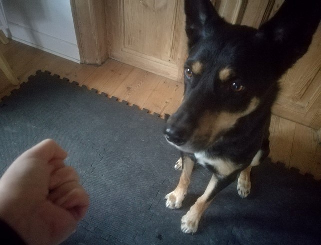 Hund venter på godbid ved lukket hånd