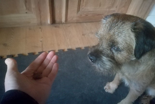 Hund venter med at tage godbid