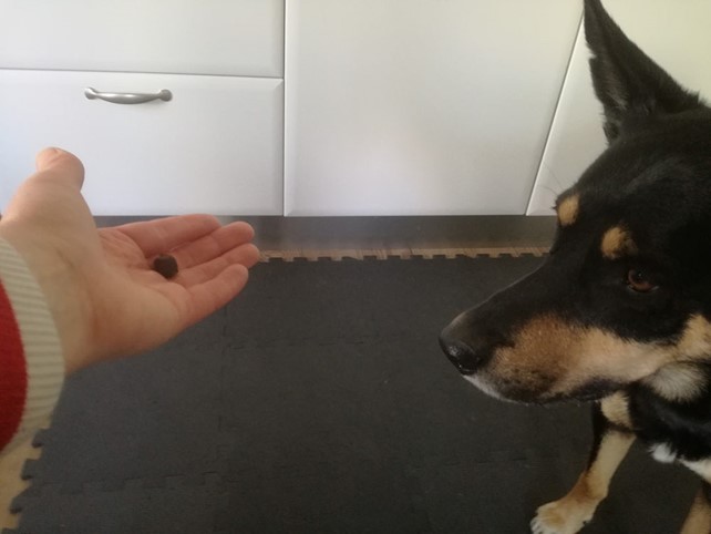 Hund venter med at tage godbid