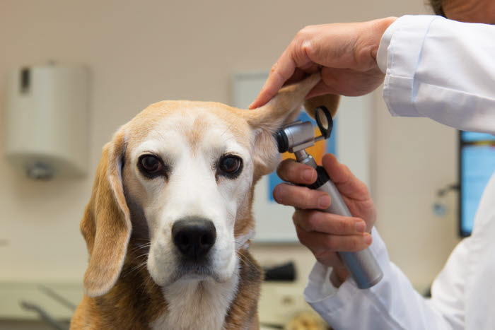 veterinarian-check-dogs-ears.jpg