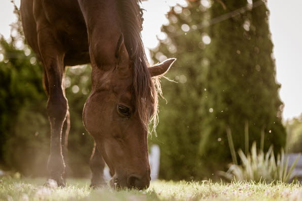 Hest græsser på mark om sommeren