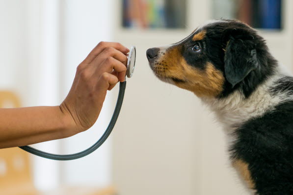 hund der undersøges af dyrlæge
