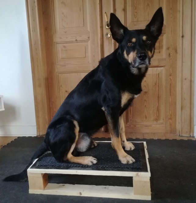 Hund sidder på en platform