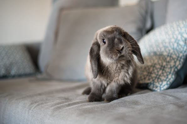 kanin sidder i sofa