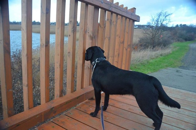 Hund i snor på gåtur
