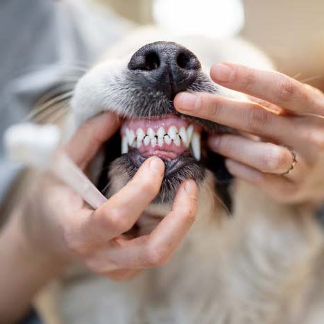 Hund for tjekket tænder.jpg