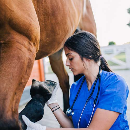 Dyrlæge undersøger en hest