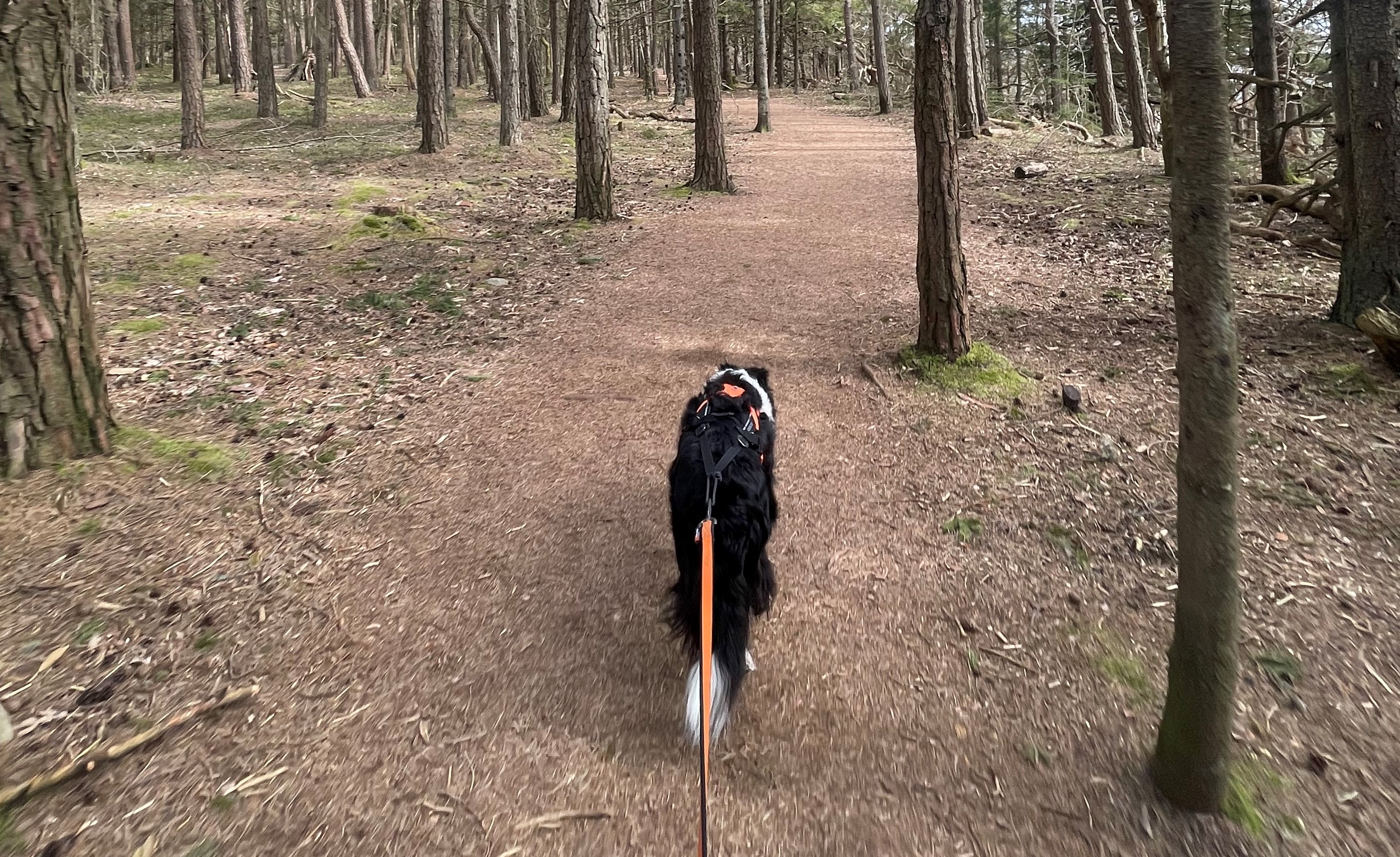 Hund løber i skoven - canicross